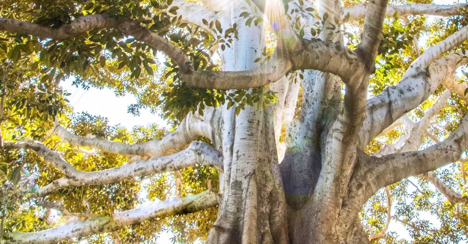 Advanced Training Programs